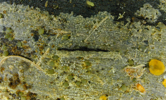Image of <i>Scopuloides rimosa</i> (Cooke) Jülich 1982