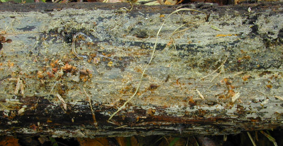 Image of <i>Scopuloides rimosa</i> (Cooke) Jülich 1982