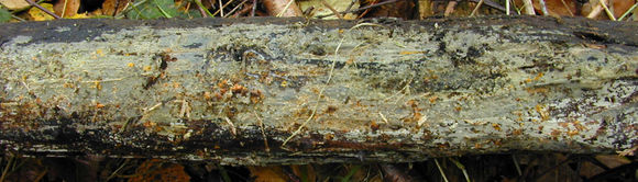 Image of <i>Scopuloides rimosa</i> (Cooke) Jülich 1982