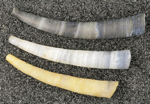 Image of common elephant's tusk