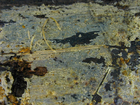 Image of <i>Scopuloides rimosa</i> (Cooke) Jülich 1982
