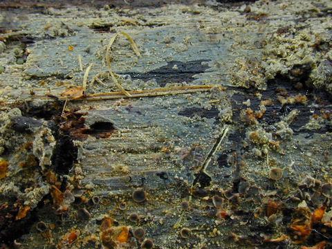 Image of <i>Scopuloides rimosa</i> (Cooke) Jülich 1982