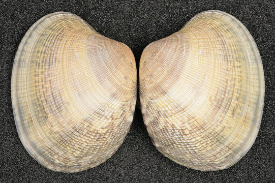 Image of Japanese carpet shell