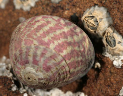 Image of Purple Top Shell