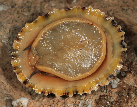 Image of Common limpet