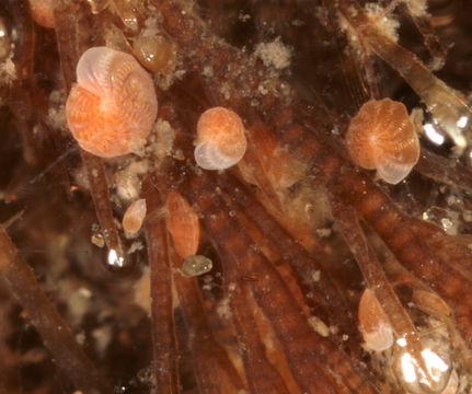 Image of <i>Elphidium crispum</i> (Linnaeus 1758)