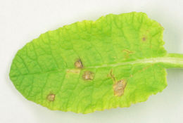 Image of <i>Ramularia primulae</i> Thüm. 1878