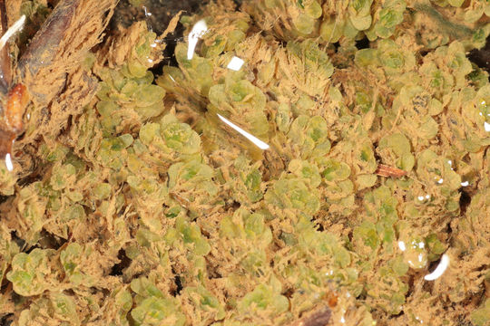 Image of <i>Scapania undulata</i> (L.) Dumort.