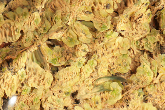 Image of <i>Scapania undulata</i> (L.) Dumort.