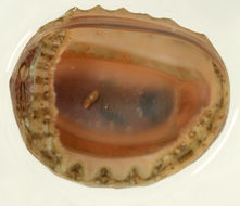 Image of <i>Lepidochitona cinerea</i>