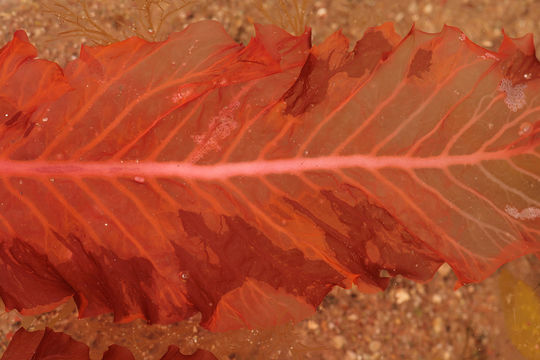 Image of <i>Delesseria sanguinea</i>