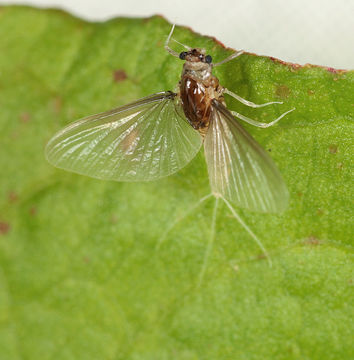 Image of <i>Caenis horaria</i> (Linnaeus 1758)