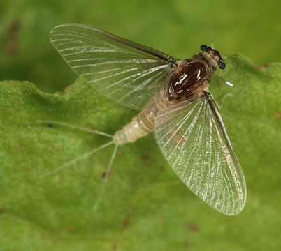 Image of <i>Caenis horaria</i> (Linnaeus 1758)