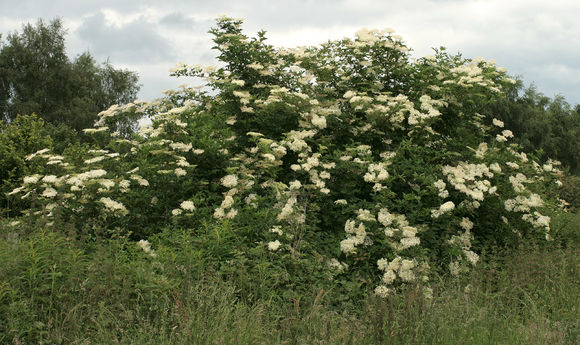 Image of black elderberry