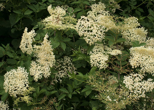 Image of black elderberry