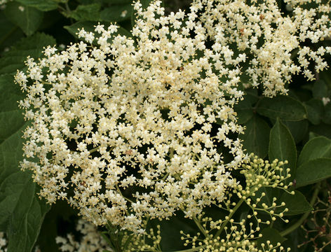 Image of black elderberry