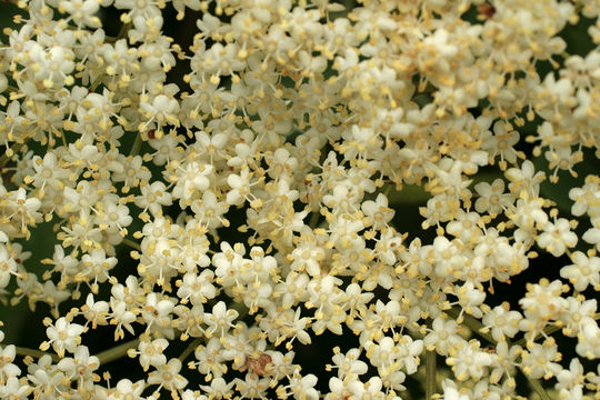 Image of black elderberry