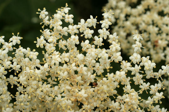 Image of black elderberry