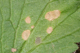 Image of <i>Ramularia gei</i>