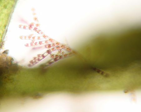 Image of Audouinella