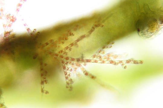 Image of Audouinella