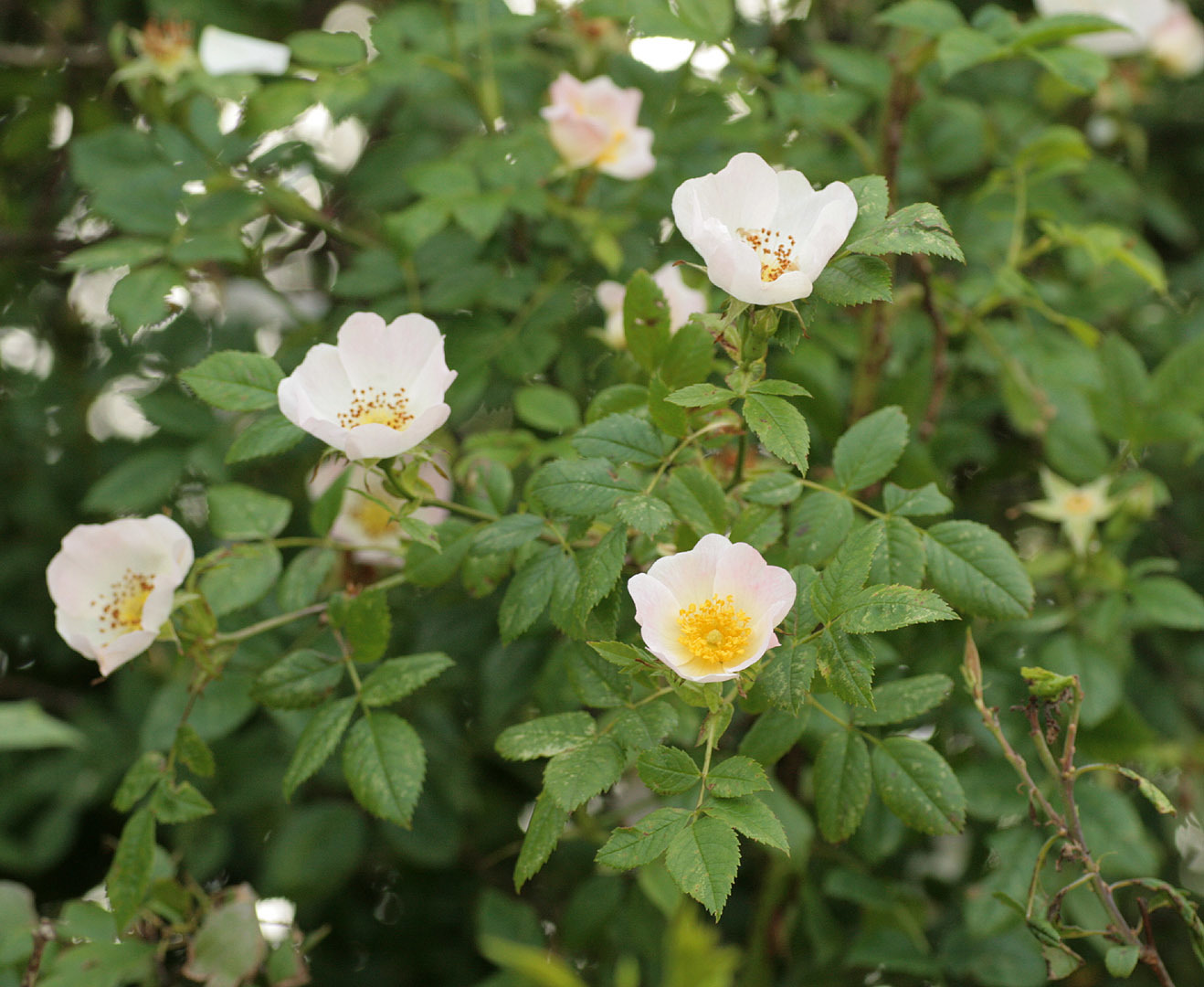 Rosa canina (rights holder: )