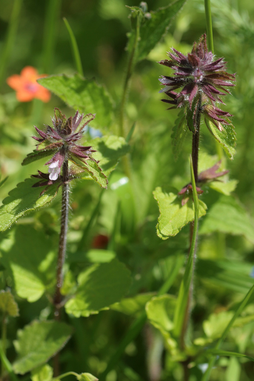 Image of field woundwort