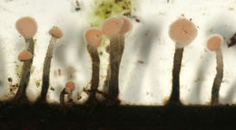 Image of <i>Vibrissea truncorum</i> (Alb. & Schwein.) Fr. 1822
