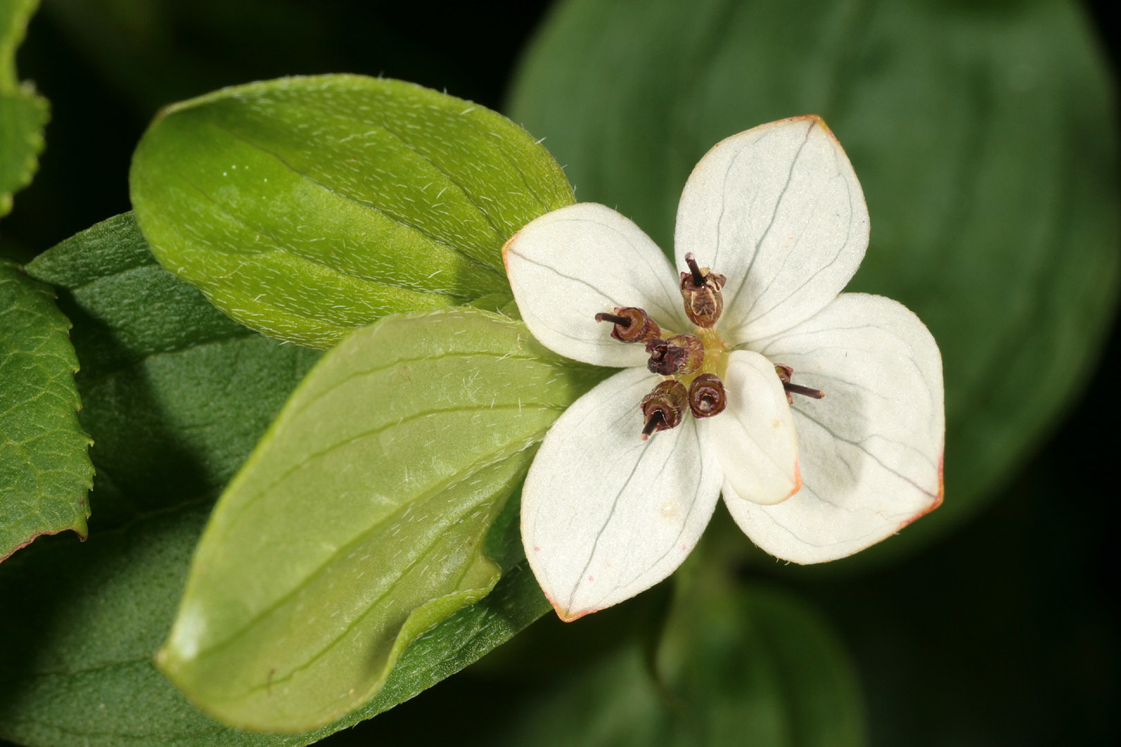 Cornus suecica (rights holder: )