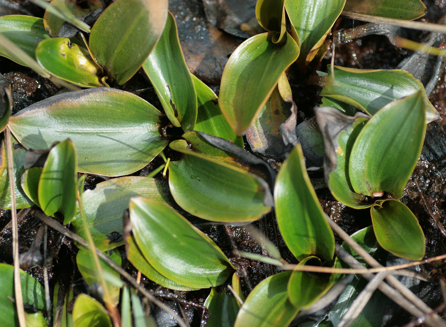 Potamogeton polygonifolius (rights holder: )