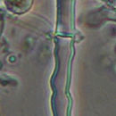 Image of Hyphodontia pallidula (Bres.) J. Erikss. 1958