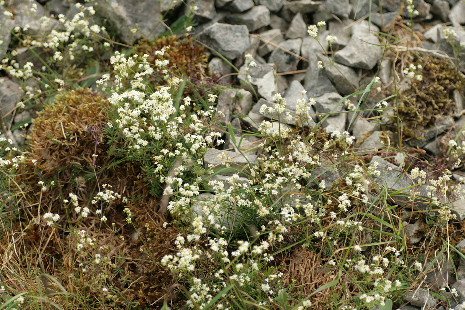 Galium sterneri (rights holder: )