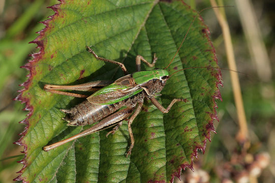 Image of <i>Metrioptera brachyptera</i> (Linnaeus 1761)