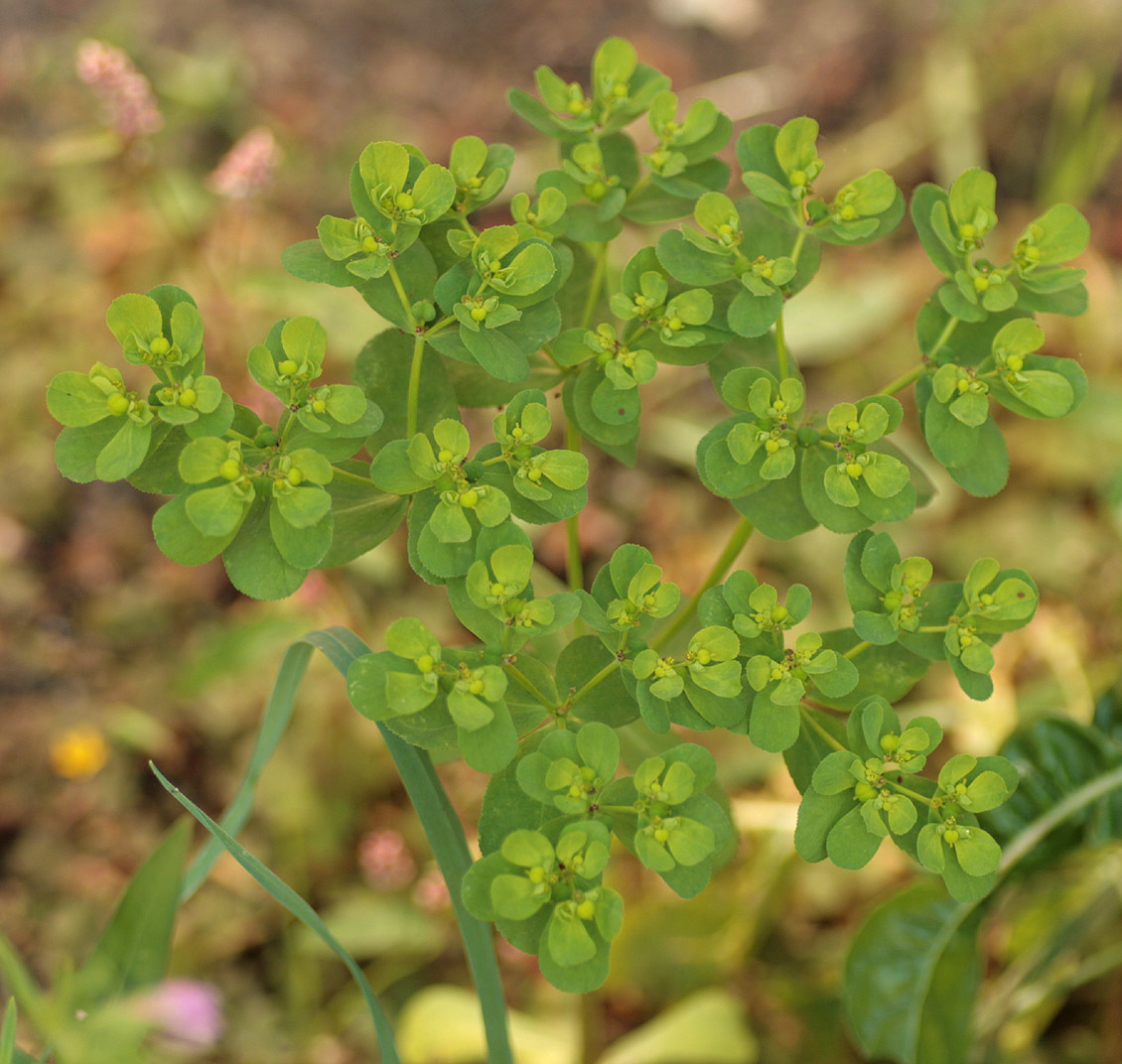 Euphorbia helioscopia (rights holder: )