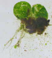 Image of Botrydium granulatum