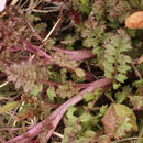 Image of <i>Pedicularis <i>sylvatica</i></i> ssp. sylvatica