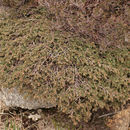 Image of <i>Juniperus communis</i> ssp. <i>nana</i>