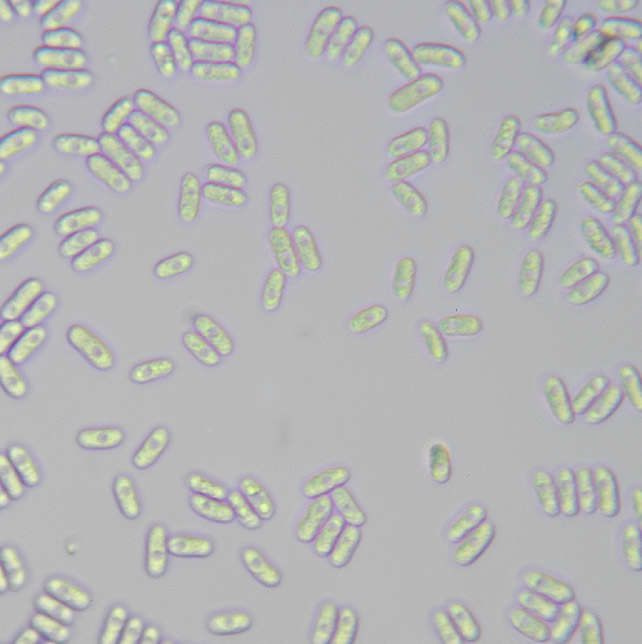 Image of Hyphoderma setigerum (Fr.) Donk 1957