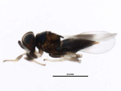 صورة Tetracneminae