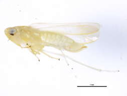 Image of Typhlocybinae