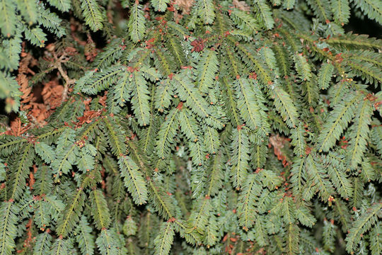 Image of <i>Sequoia sempervirens cv</i>