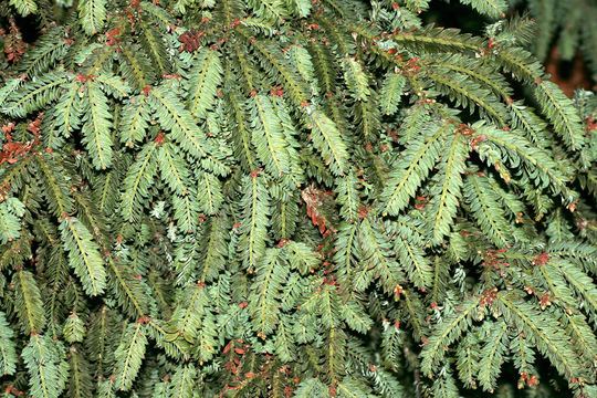 Image of <i>Sequoia sempervirens cv</i>