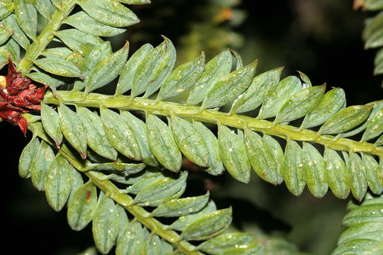 Image of <i>Sequoia sempervirens cv</i>