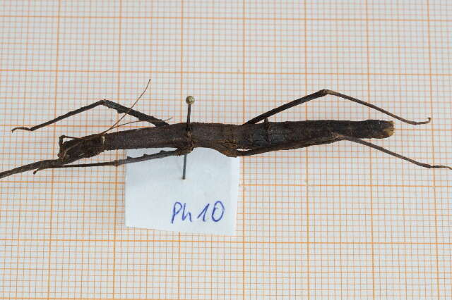 صورة Phasmatodea