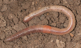 download earthworms for sale