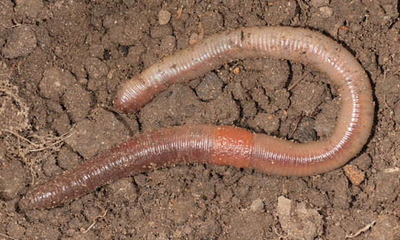 Image of Earthworm