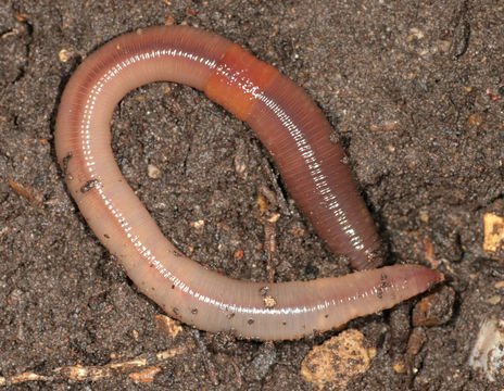 Image of Earthworm