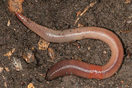 download earthworms for sale