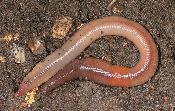 Image of Earthworm