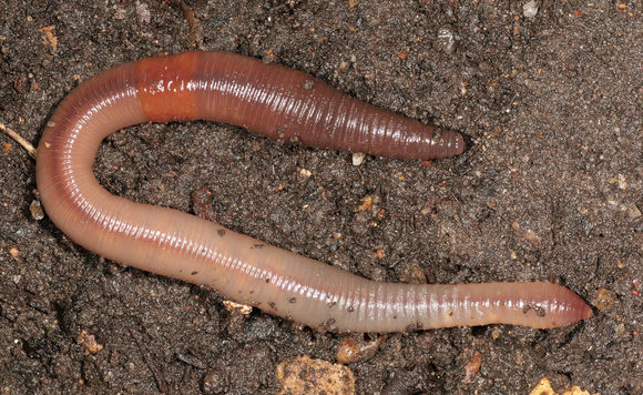 Image of Earthworm